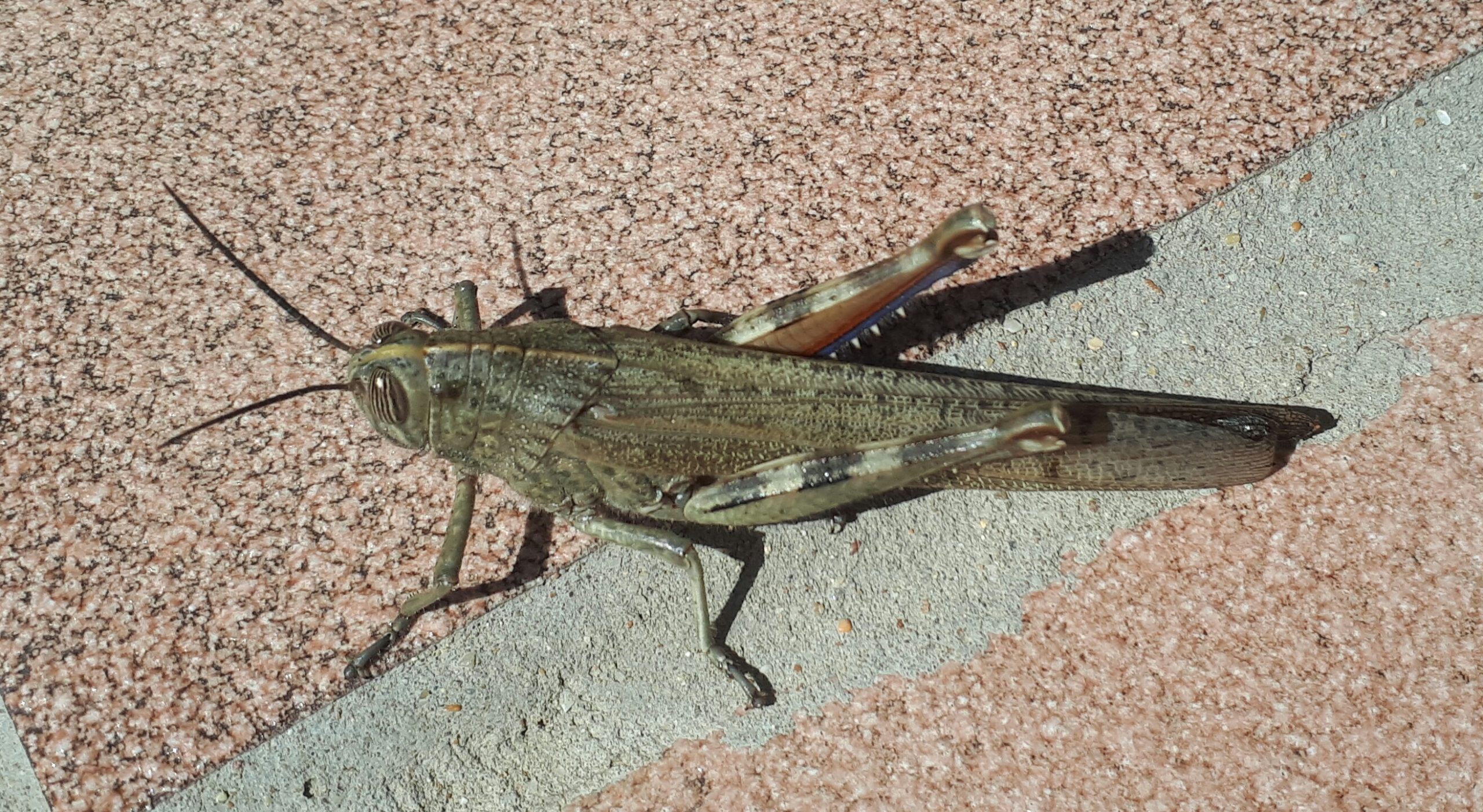 ROJE SZARAŃCZY ZAGROŻENIEM NA WYSPIE (VIDEO)