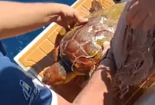 ŻEGLARZE URATOWALI ŻÓŁWIA (VIDEO)