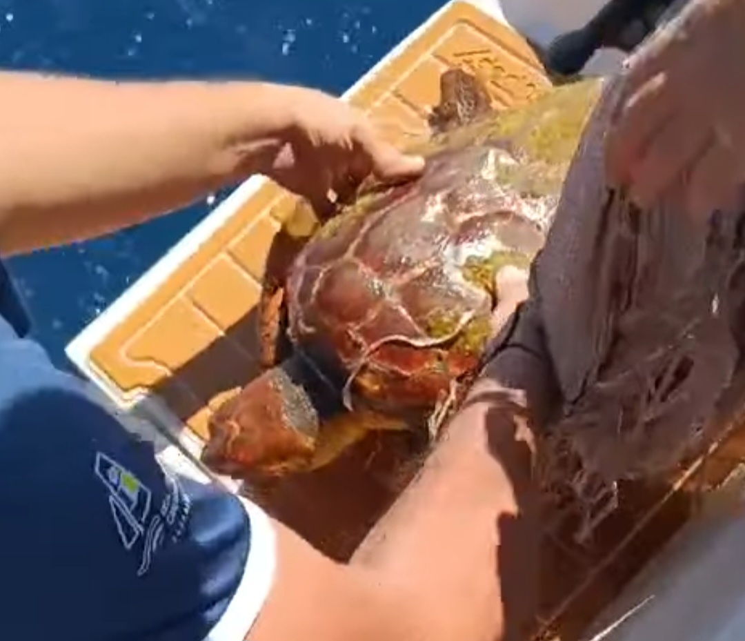 ŻEGLARZE URATOWALI ŻÓŁWIA (VIDEO)