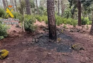 ZATRZYMANY PODPALACZ LASU