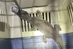 KAJMAN ZŁAPANY NA ULICY (VIDEO)